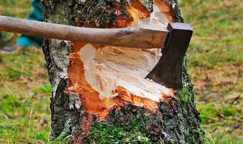 Durva szomszéd figyelmen kívül hagyja a figyelmeztetést és kivágja a fáját – aztán ezt találja bent! ➤ Buzzday.info