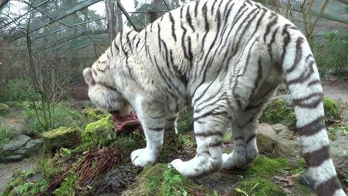 Tigresa Blanca se reencuentra con su cuidador después de 5 años, pero nadie esperaba esta reacción