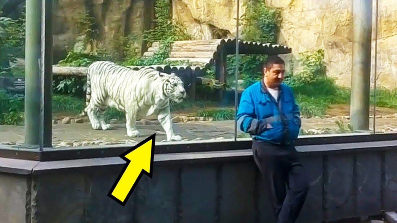 Tigresa Branca se reencontra com cuidador após 5 anos, mas ninguém esperava essa reação ➤ Buzzday.info