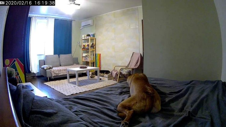 お母さんは犬と一緒に寝ますが、夜中に犬が何をするか分かりません。