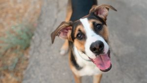 お母さんは犬と一緒に寝ますが、夜中に犬が何をするか分かりません。