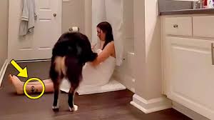 妻が犬と一緒にバスルームに閉じ込められる