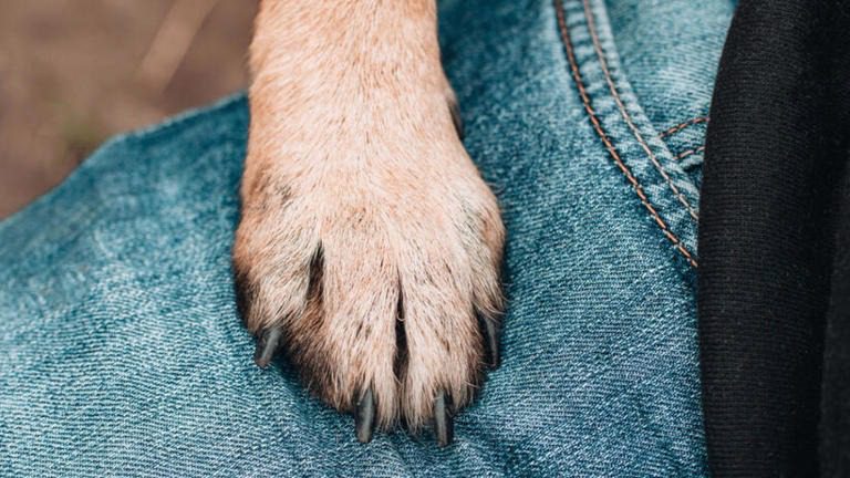 ¿Por qué un perro te pone la pata? Un veterinario lo explica todo ➤ Buzzday.info