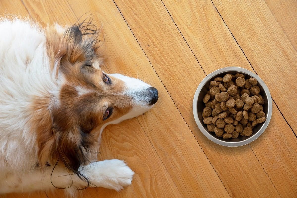 Der Hund sitzt minutenlang still vor seinem Futter. Als seine Besitzerin den Grund erkennt, schmilzt ihr das Herz ➤ Buzzday.info