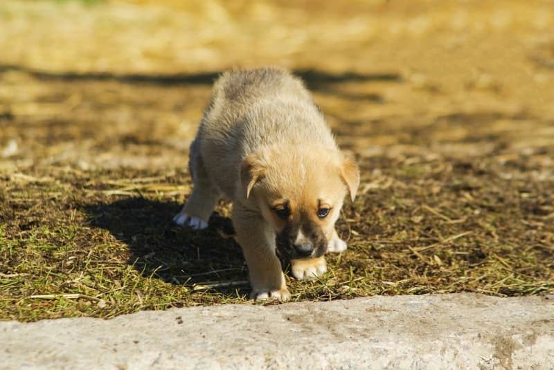 ¡El valiente acto de un cachorro en las vías del tren asombró a la policía!
