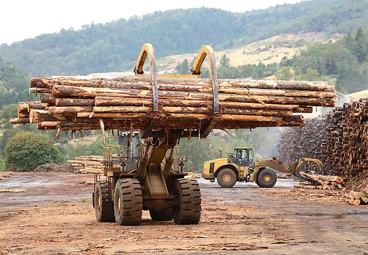 Die Holzfäller dachten, es sei ein ganz normaler Arbeitstag, bis sie diesen Baum fanden und … siehe da, was geschah