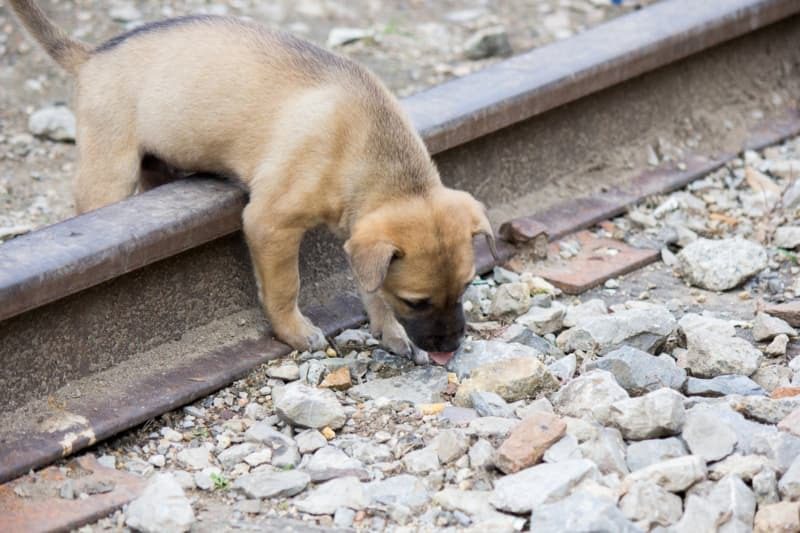¡El valiente acto de un cachorro en las vías del tren asombró a la policía!