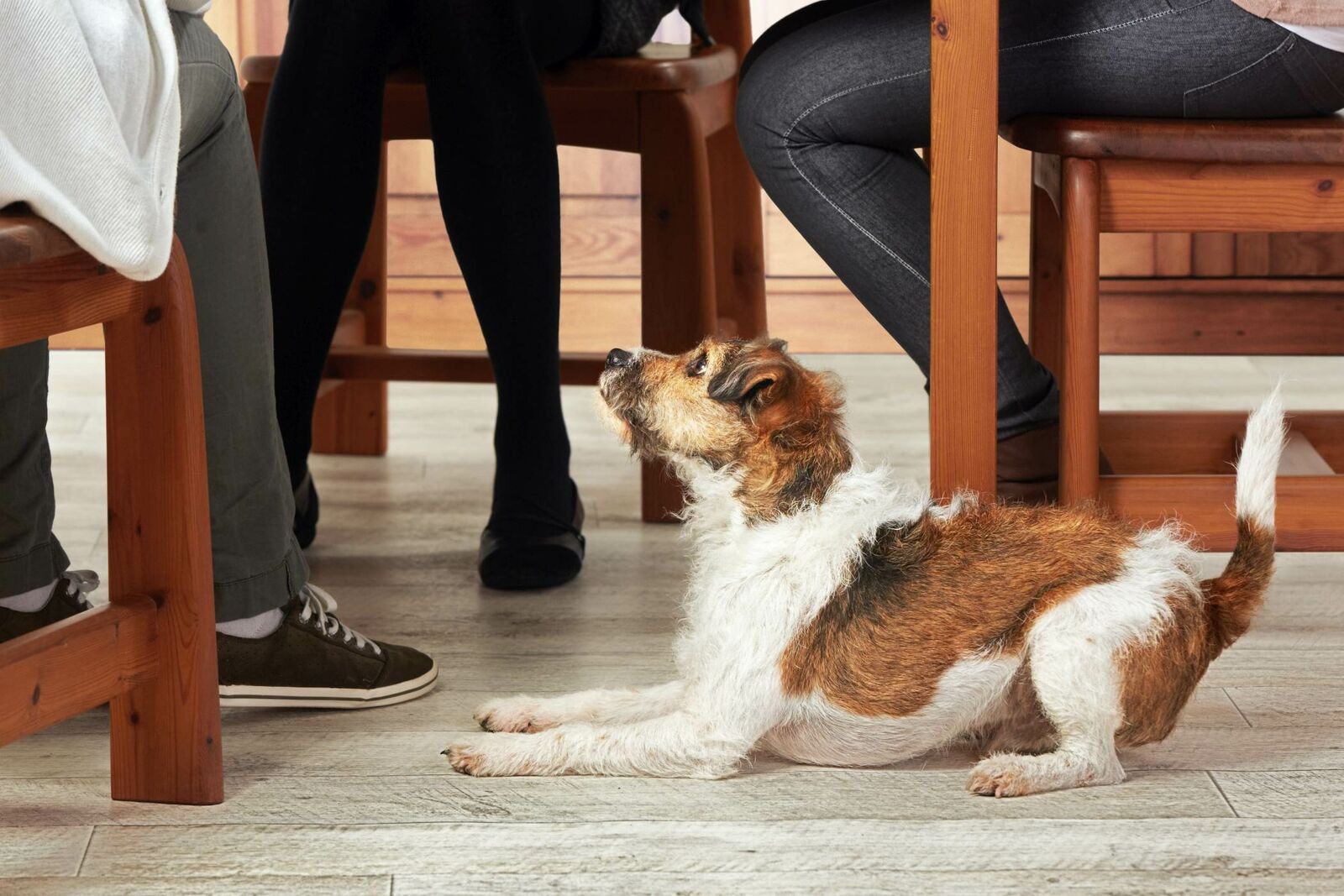 Der Hund sitzt minutenlang still vor seinem Futter. Als seine Besitzerin den Grund erkennt, schmilzt ihr das Herz