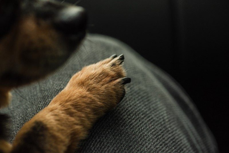 ¿Por qué un perro te pone la pata? Un veterinario lo explica todo