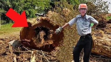 Los leñadores pensaron que era un día normal de trabajo hasta que encontraron este árbol y… ¡miren lo que pasó! ➤ Buzzday.info
