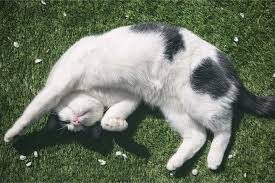 ¿Tu gato te enseña la barriga? ¡Esto es lo que realmente significa!
