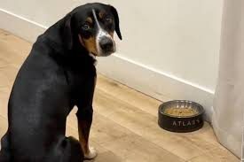Der Hund sitzt minutenlang still vor seinem Futter. Als seine Besitzerin den Grund erkennt, schmilzt ihr das Herz