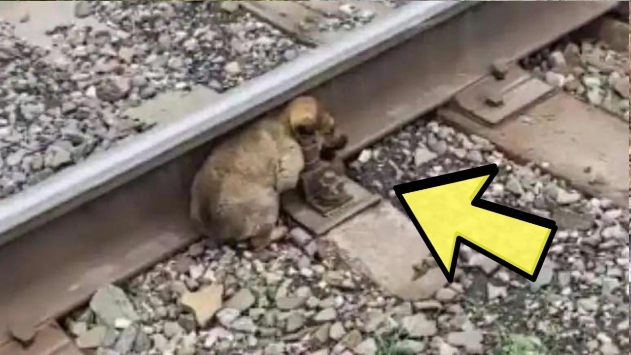 ¡El valiente acto de un cachorro en las vías del tren asombró a la policía! ➤ Buzzday.info