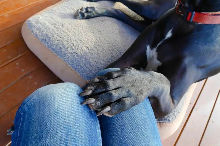 ¿Por qué un perro te pone la pata? Un veterinario lo explica todo
