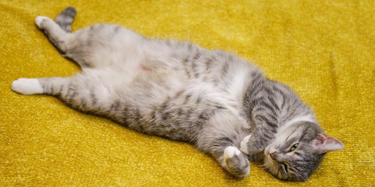 ¿Tu gato te enseña la barriga? ¡Esto es lo que realmente significa!