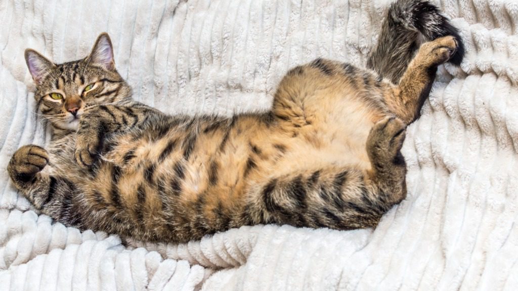 ¿Tu gato te enseña la barriga? ¡Esto es lo que realmente significa! ➤ Buzzday.info