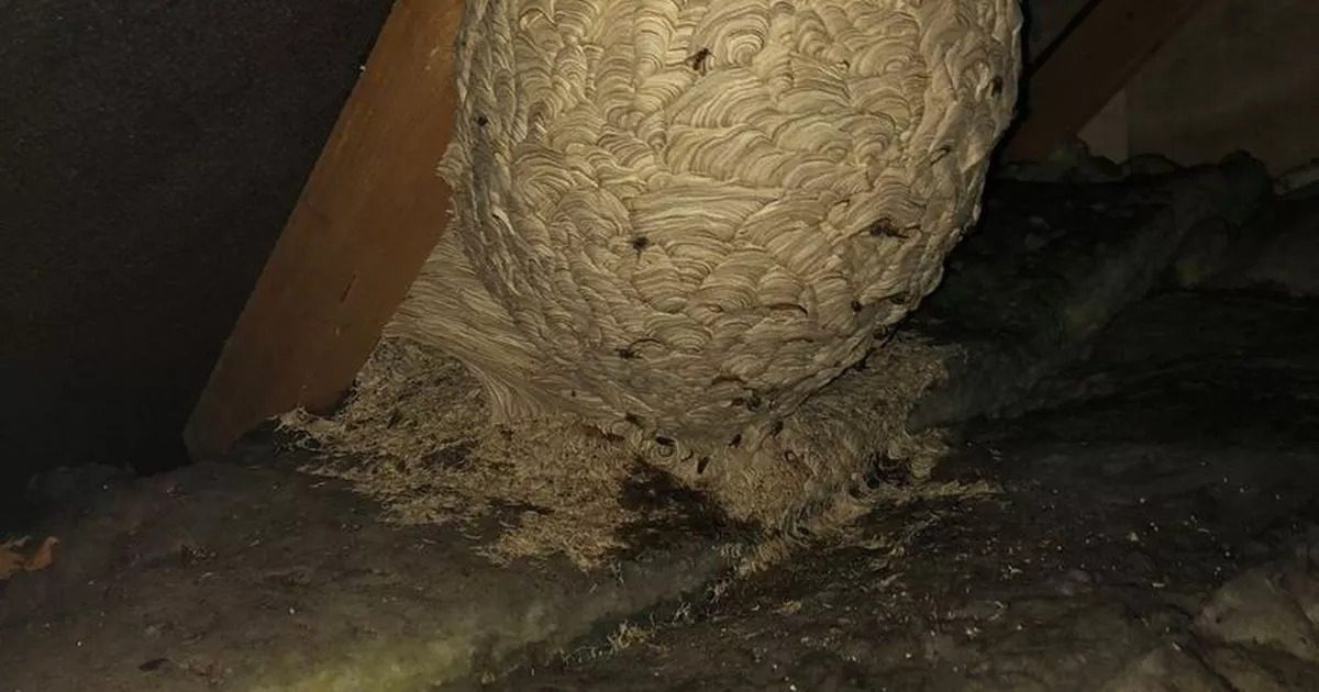 A férfi azt hitte, darázsfészket talált – egy szakértő felfedte az igazságot