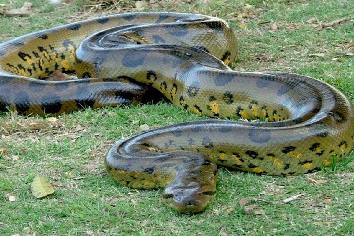 Шокиращо видео: Бразилски рибар има опасна среща с анаконда