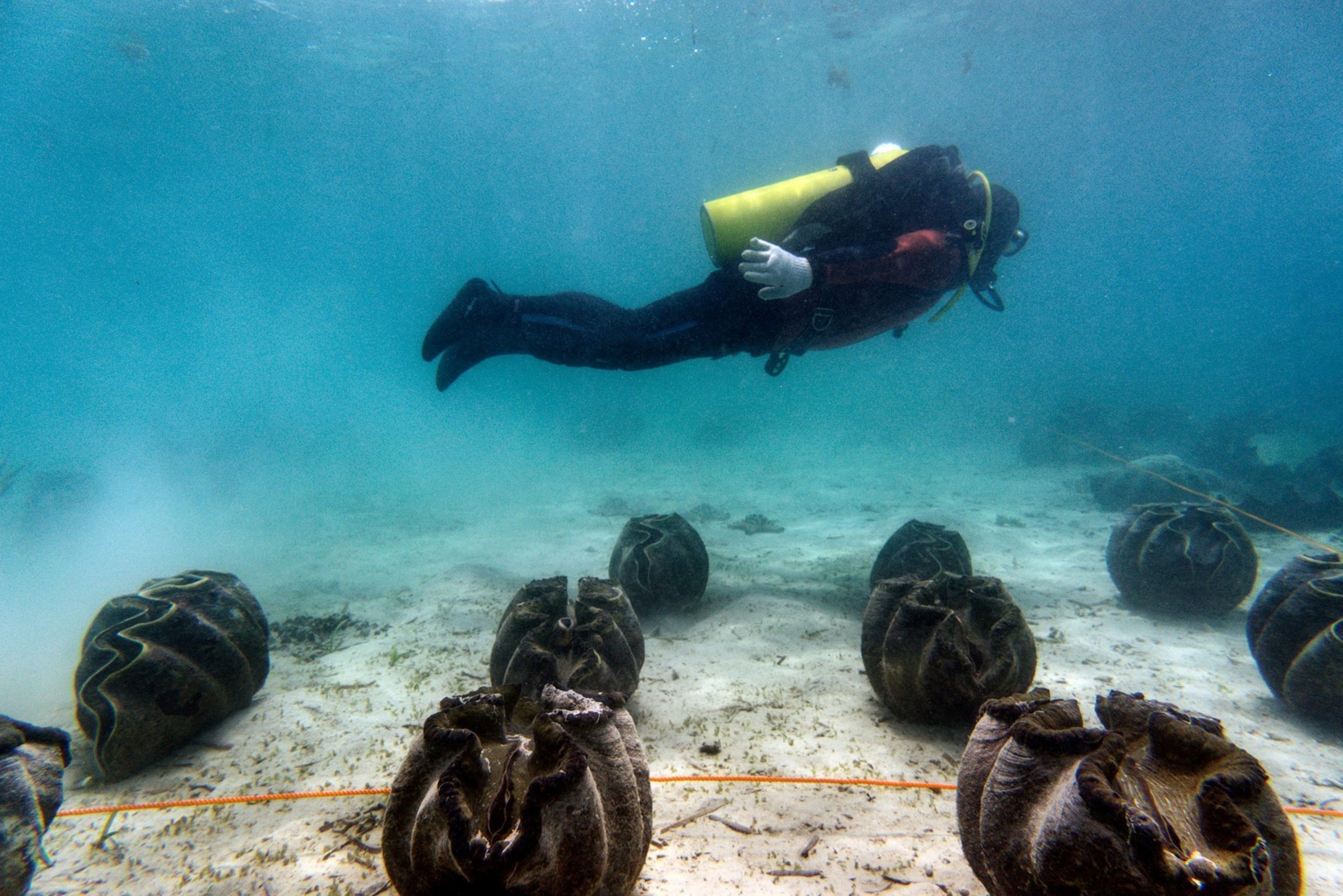 彼は巨大な貝殻のようなものを甲板に持ち上げた。しかし、中を覗き込んだ途端、冷たい恐怖が彼を突き刺した。