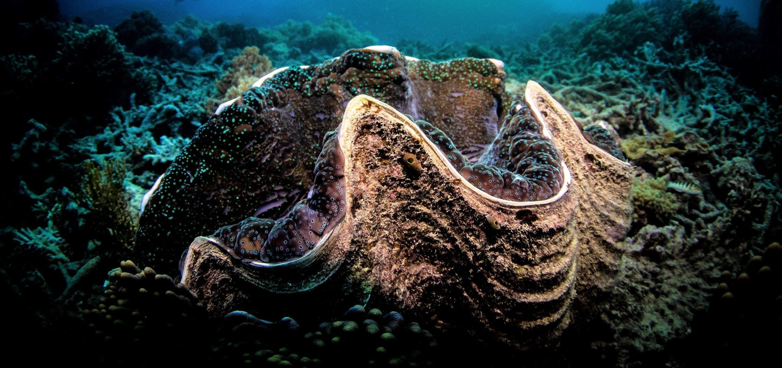 彼は巨大な貝殻のようなものを甲板に持ち上げた。しかし、中を覗き込んだ途端、冷たい恐怖が彼を突き刺した。