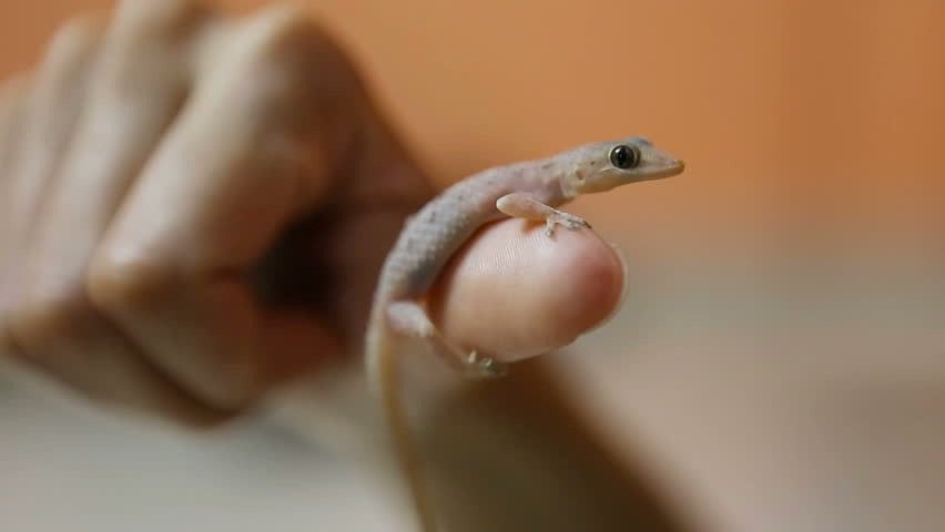 Egy 9 éves kislány azt hitte, hogy gyíkot talált az erdőben. Amikor az állatorvos meglátta, felkiáltott: „Jaj, istenem, lépj hátrébb!”