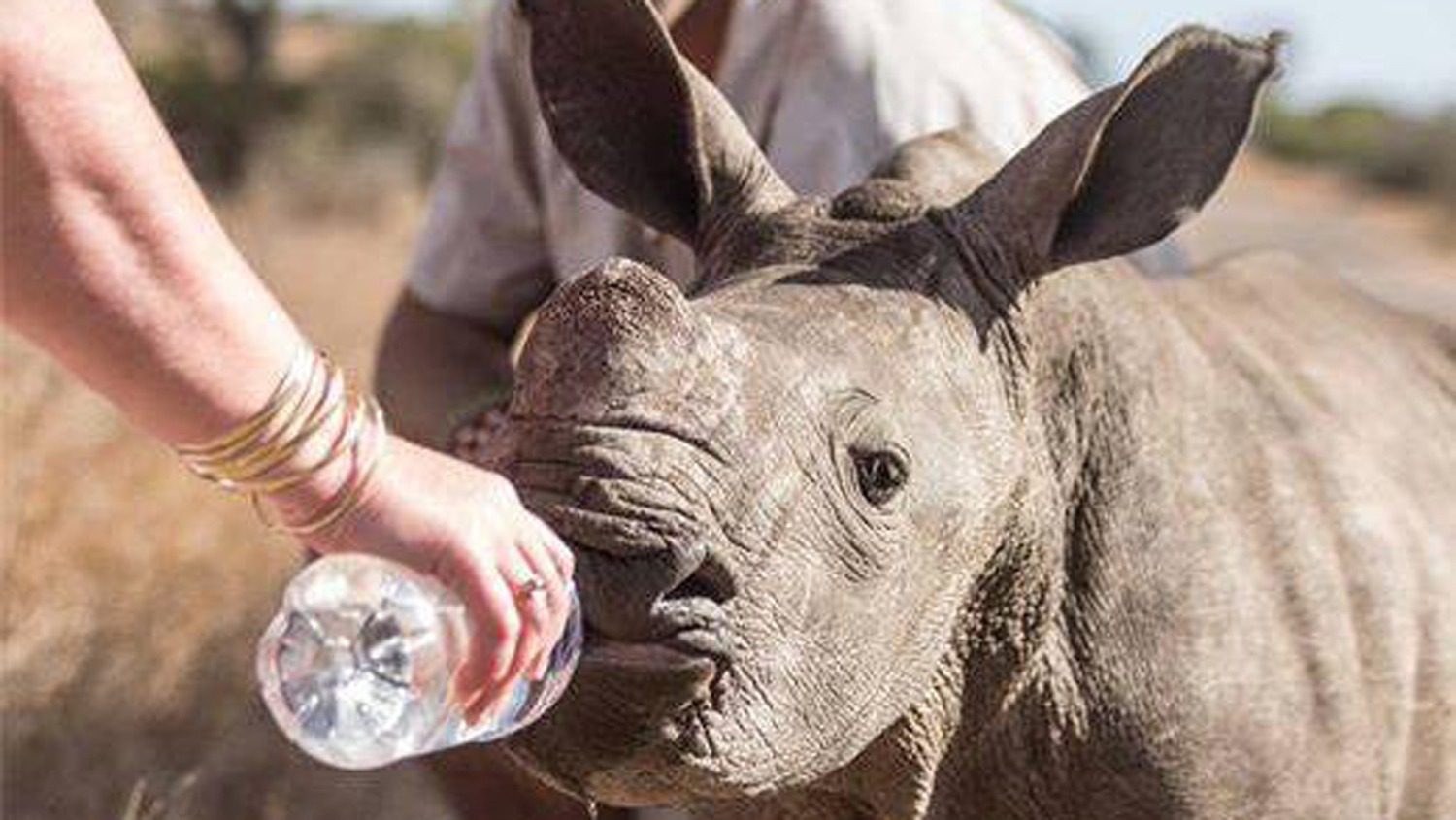 Човек покушава да склони бебу носорога са пута. Када се приближи, схвати да нешто није у реду