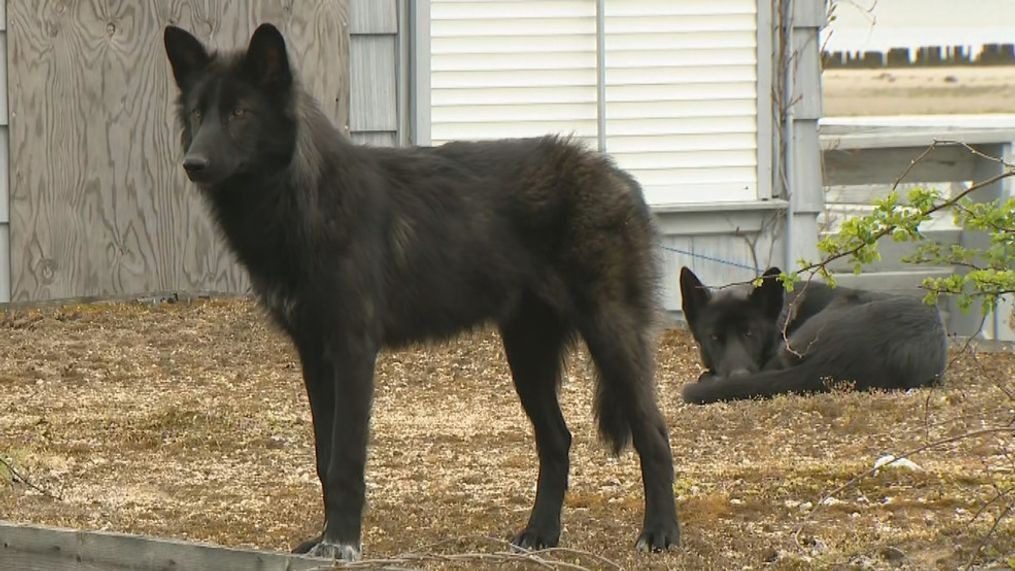 Uma garota salvou um cão-lobo gigante, mas a análise de DNA revelou algo alarmante
