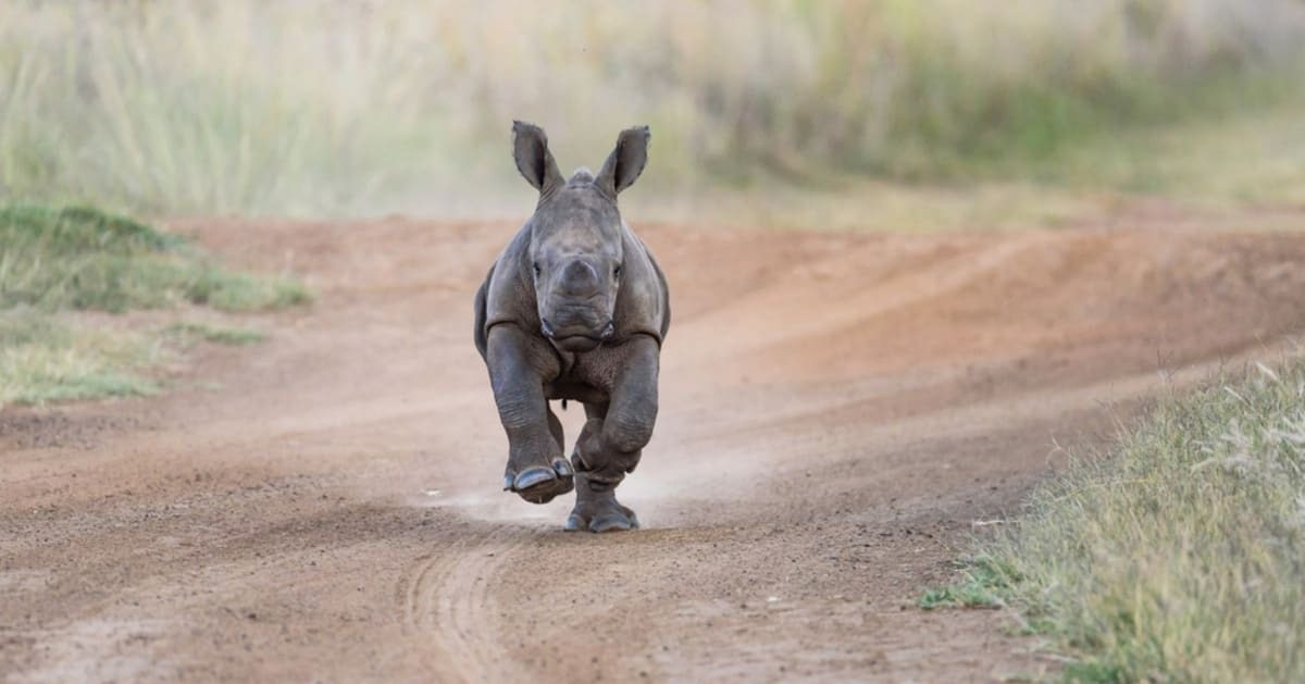Човек покушава да склони бебу носорога са пута. Када се приближи, схвати да нешто није у реду