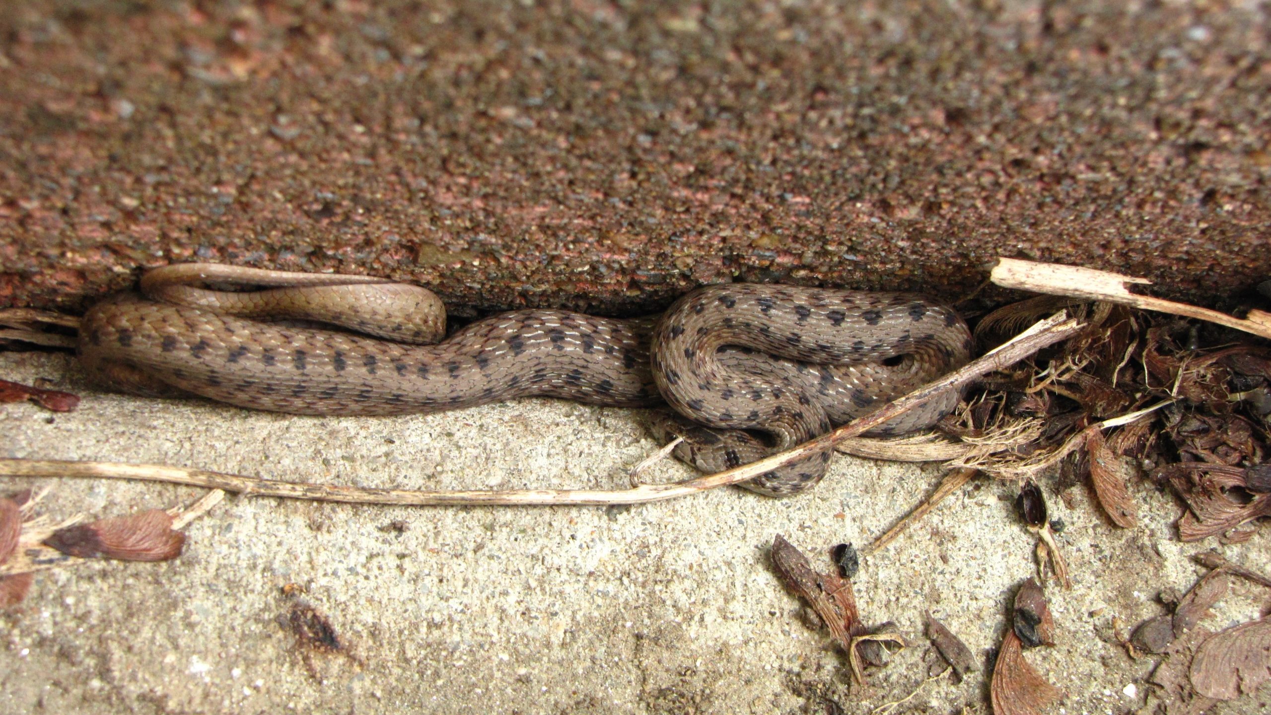 Намерих тази змия в градината си… Но когато ветеринарният лекар я видя, той пребледня и извика: „Веднага се обадете на линейка!“