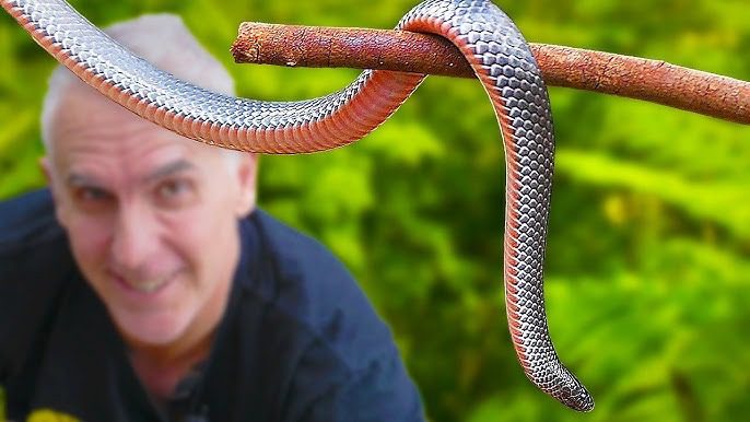 Намерих тази змия в градината си… Но когато ветеринарният лекар я видя, той пребледня и извика: „Веднага се обадете на линейка!“ ➤ Buzzday.info