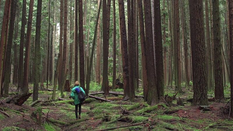 Azt hitte, csak egy furcsa fa – míg az erdő életre nem kelt