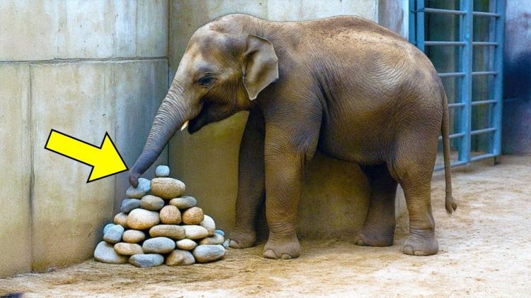 Elefánt folyton köveket helyezett a kifutó sarkába, majd a szakértők rájöttek, miért…