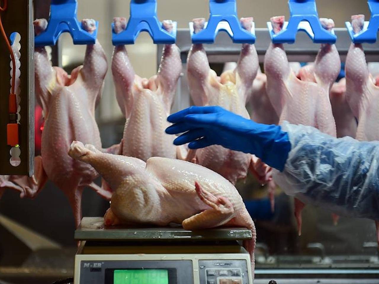 Онколози предупреждават: не яжте това птиче месо ➤ Buzzday.info