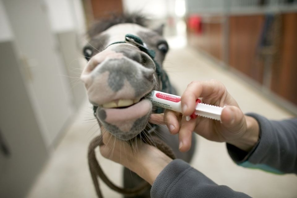 出産を拒む馬…獣医師が救いに入ったその瞬間、驚きの展開に！