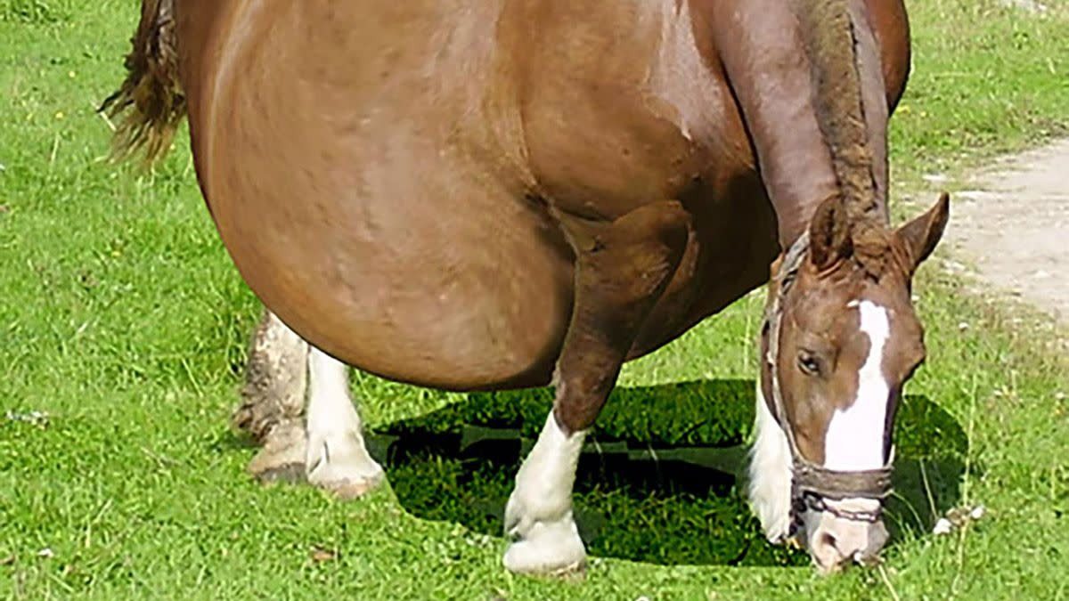 出産を拒む馬…獣医師が救いに入ったその瞬間、驚きの展開に！
