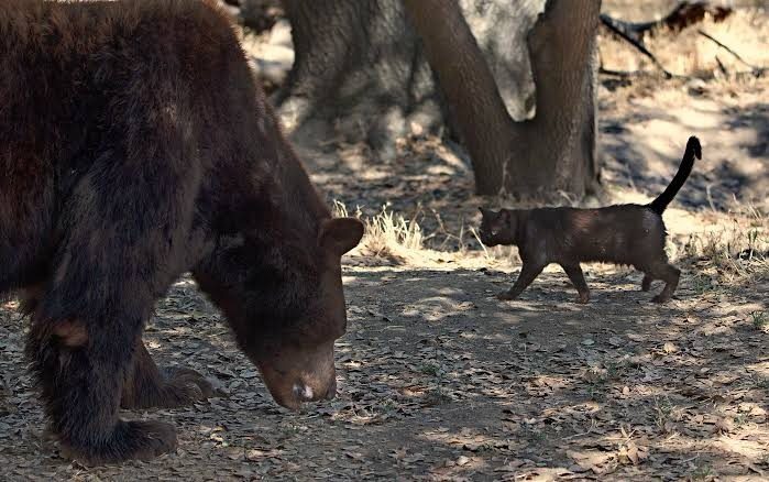 Котката влезе в клетката на мечката… случилото се след това изненада всички