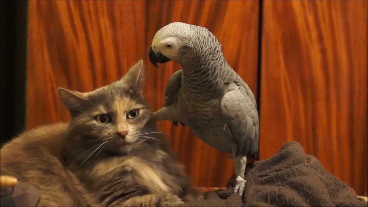 Всички смятат котките за безстрашни… докато не срещнат тази необикновена птица!