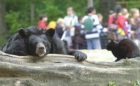 Котката влезе в клетката на мечката… случилото се след това изненада всички