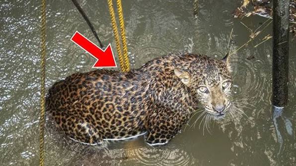 El jaguar se negó a moverse durante tres días; cuando los rescatistas miraron debajo de él, se quedaron paralizados de terror ➤ Buzzday.info