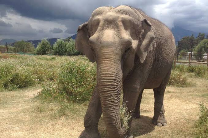 Un elefante se niega a abandonar un árbol. Cuando un guardabosques trepó y vio ESTO, llamó a la policía