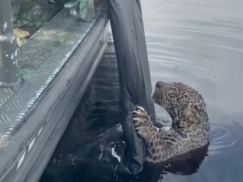 El jaguar se negó a moverse durante tres días; cuando los rescatistas miraron debajo de él, se quedaron paralizados de terror