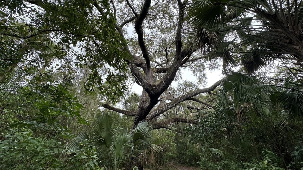 Mergulhador da Flórida pensou ter encontrado um tronco de árvore antigo, mas empalidece ao descobrir o que era
