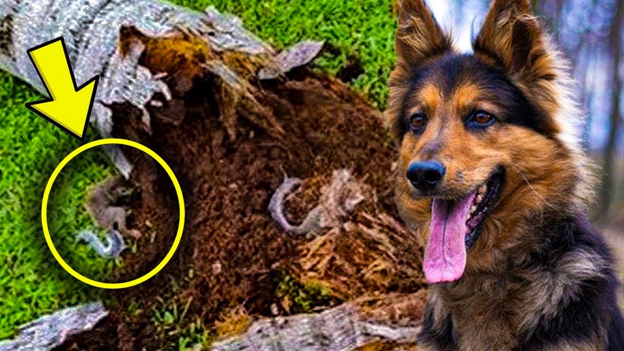 Perro policía retirado no deja de ladrar a un árbol, y su dueño descubre mucho más que madera en su interior ➤ Buzzday.info