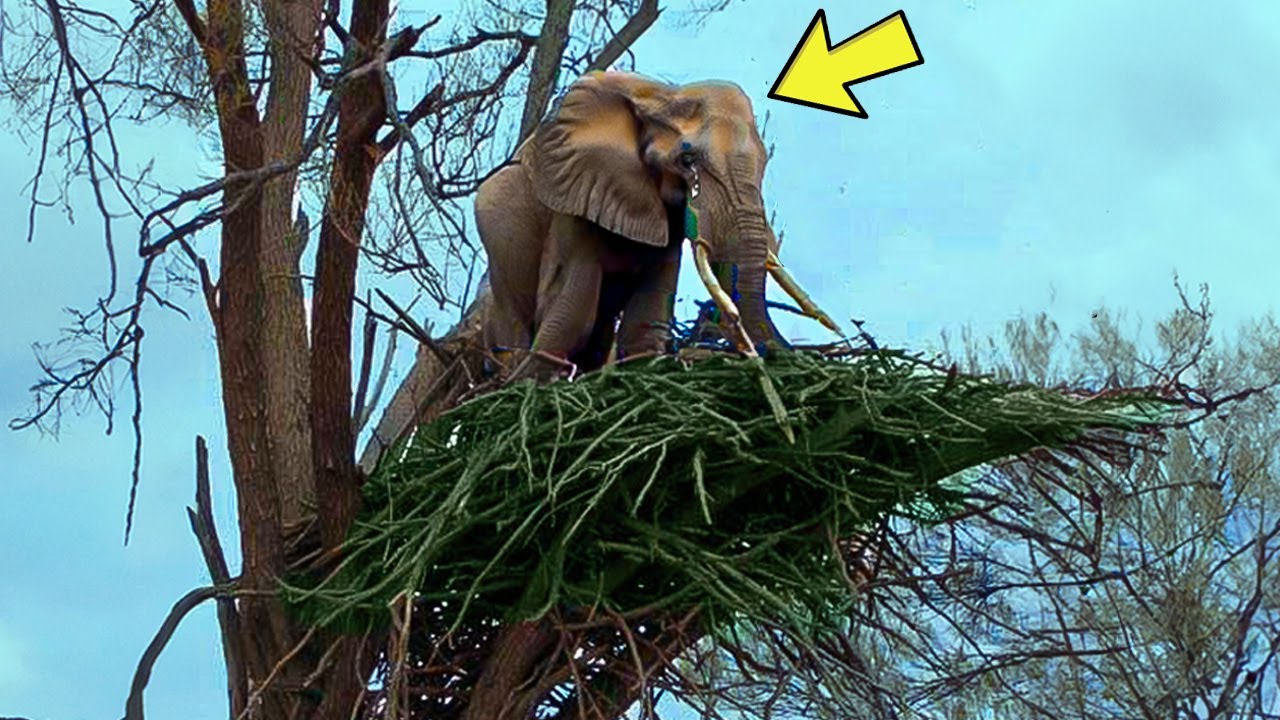 Un elefante se niega a abandonar un árbol. Cuando un guardabosques trepó y vio ESTO, llamó a la policía ➤ Buzzday.info
