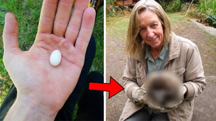 Ela pensou que sua galinha tivesse botado aquele ovinho, mas o que saiu dele a surpreendeu!