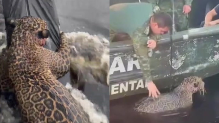 El jaguar se negó a moverse durante tres días; cuando los rescatistas miraron debajo de él, se quedaron paralizados de terror