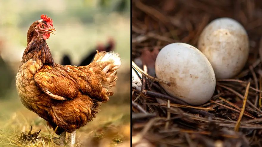 ¿Qué fue primero: el huevo o la gallina? Los científicos por fin han zanjado el debate