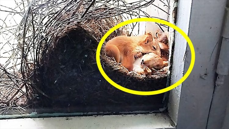 Eine Frau entdeckte zwei Eichhörnchen an ihrem Fenster – doch bei genauerem Hinsehen rief sie sofort die Polizei