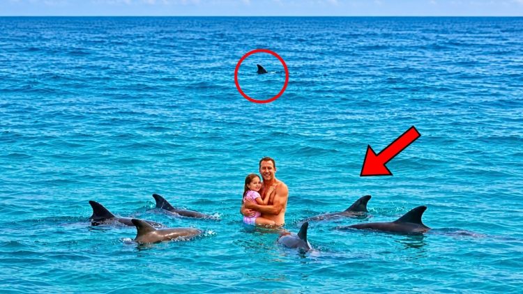 Unos delfines rodean a unos nadadores y se niegan a marcharse… Entonces sucede algo increíble