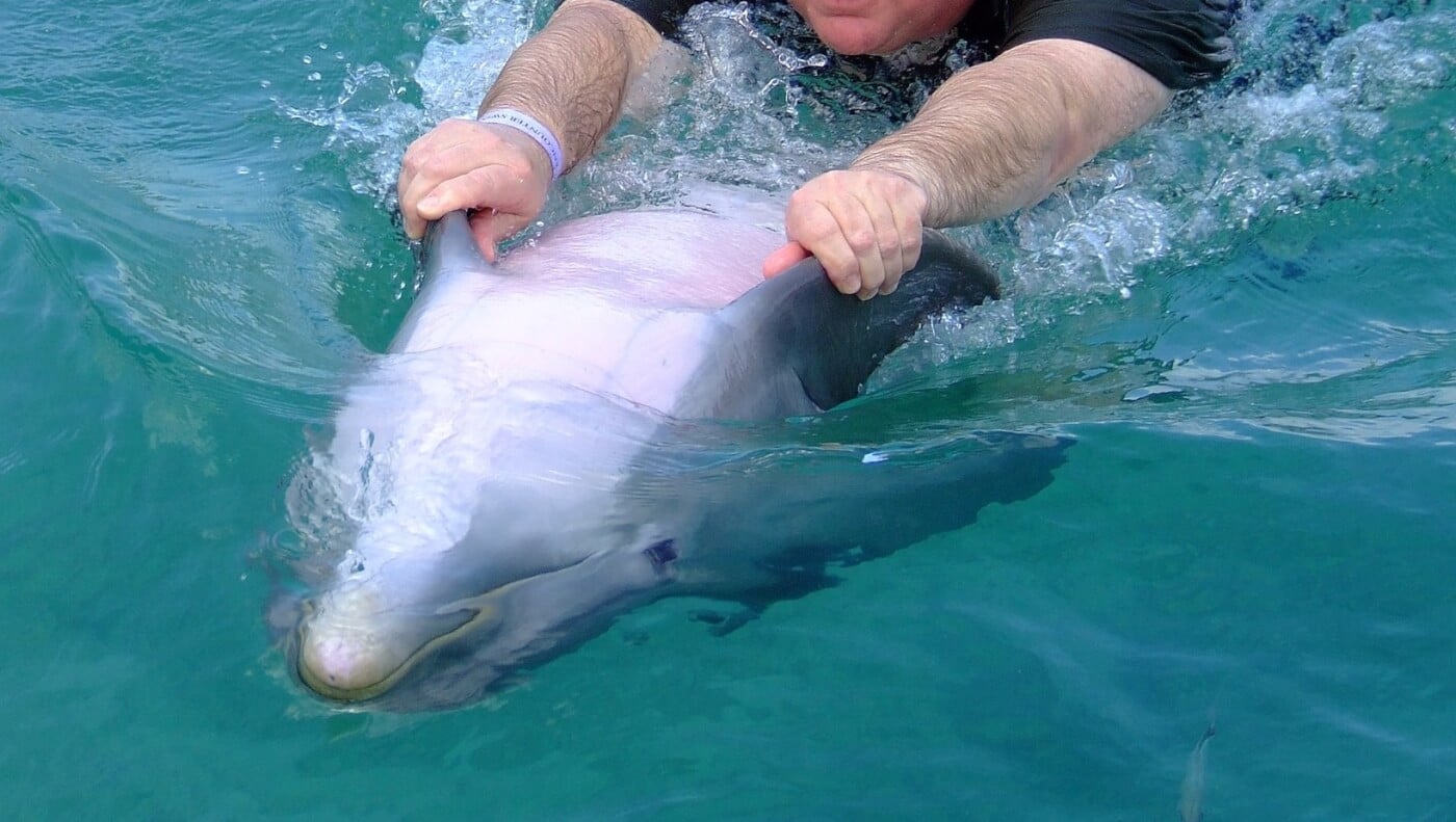 Unos delfines rodean a unos nadadores y se niegan a marcharse… Entonces sucede algo increíble